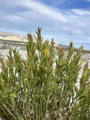 Parry's rabbitbrush(Ericameria parryi)