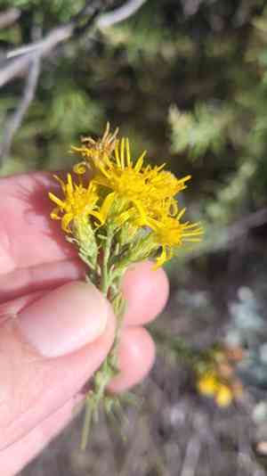 Pine-bush(Ericameria pinifolia)