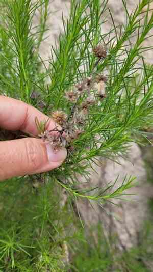 Pine-bush(Ericameria pinifolia)