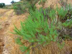 Pine-bush(Ericameria pinifolia)