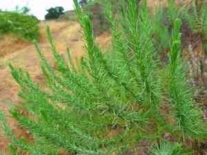Pine-bush(Ericameria pinifolia)