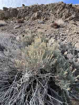 Green rabbitbrush(Ericameria teretifolia)