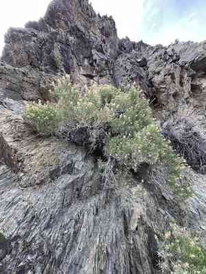 Green rabbitbrush(Ericameria teretifolia)