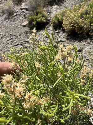 Green rabbitbrush(Ericameria teretifolia)