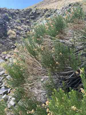 Green rabbitbrush(Ericameria teretifolia)
