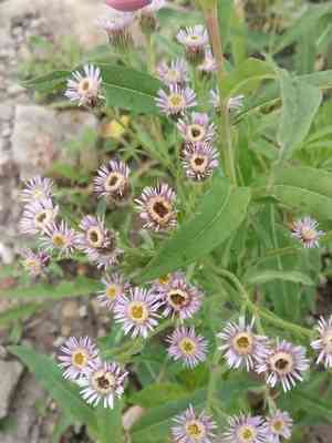 Bitter fleabane(Erigeron acris)