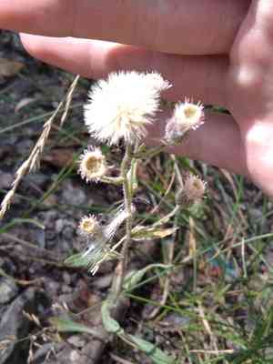 Bitter fleabane(Erigeron acris)