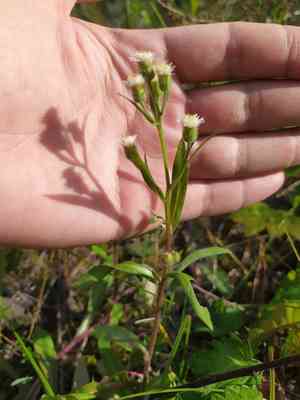 Bitter fleabane(Erigeron acris)