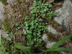 Bellorita(Erigeron bellioides)
