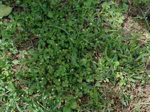 Bellorita(Erigeron bellioides)