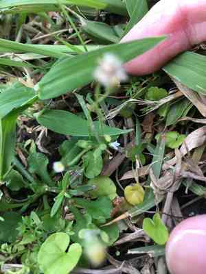 Bellorita(Erigeron bellioides)