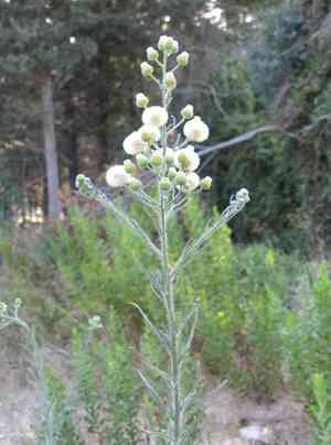 Flaxleaf fleabane(Erigeron bonariensis)