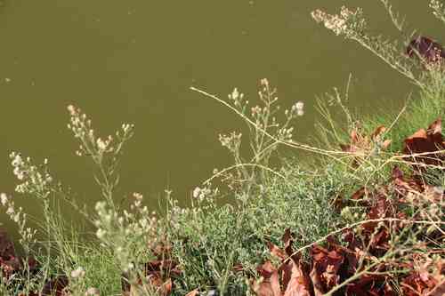 Flaxleaf fleabane(Erigeron bonariensis)