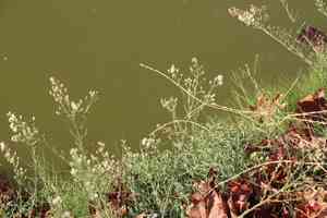 Flaxleaf fleabane(Erigeron bonariensis)