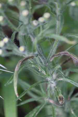 Flaxleaf fleabane(Erigeron bonariensis)