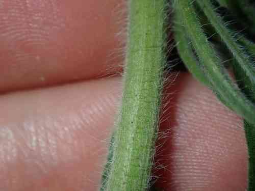 Flaxleaf fleabane(Erigeron bonariensis)