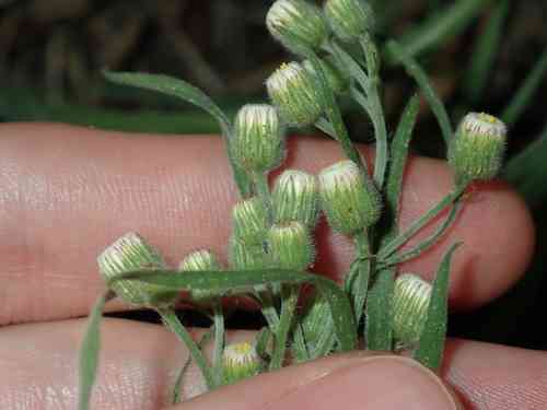 Flaxleaf fleabane(Erigeron bonariensis)