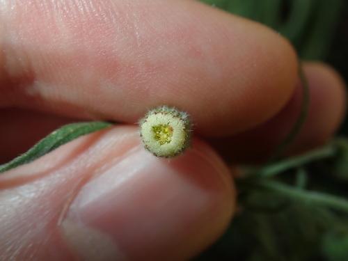 Flaxleaf fleabane