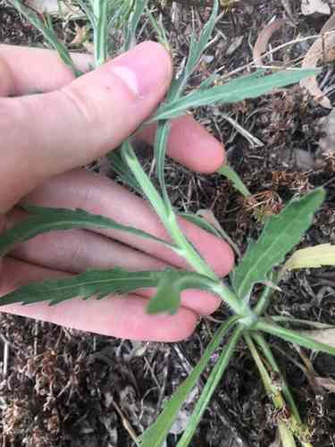 Flaxleaf fleabane(Erigeron bonariensis)