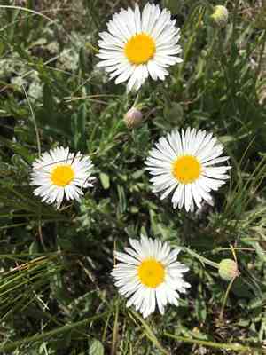 Tufted fleabane(Erigeron caespitosus)