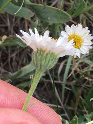 Tufted fleabane(Erigeron caespitosus)