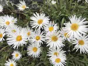Tufted fleabane(Erigeron caespitosus)
