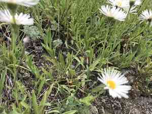 Tufted fleabane(Erigeron caespitosus)