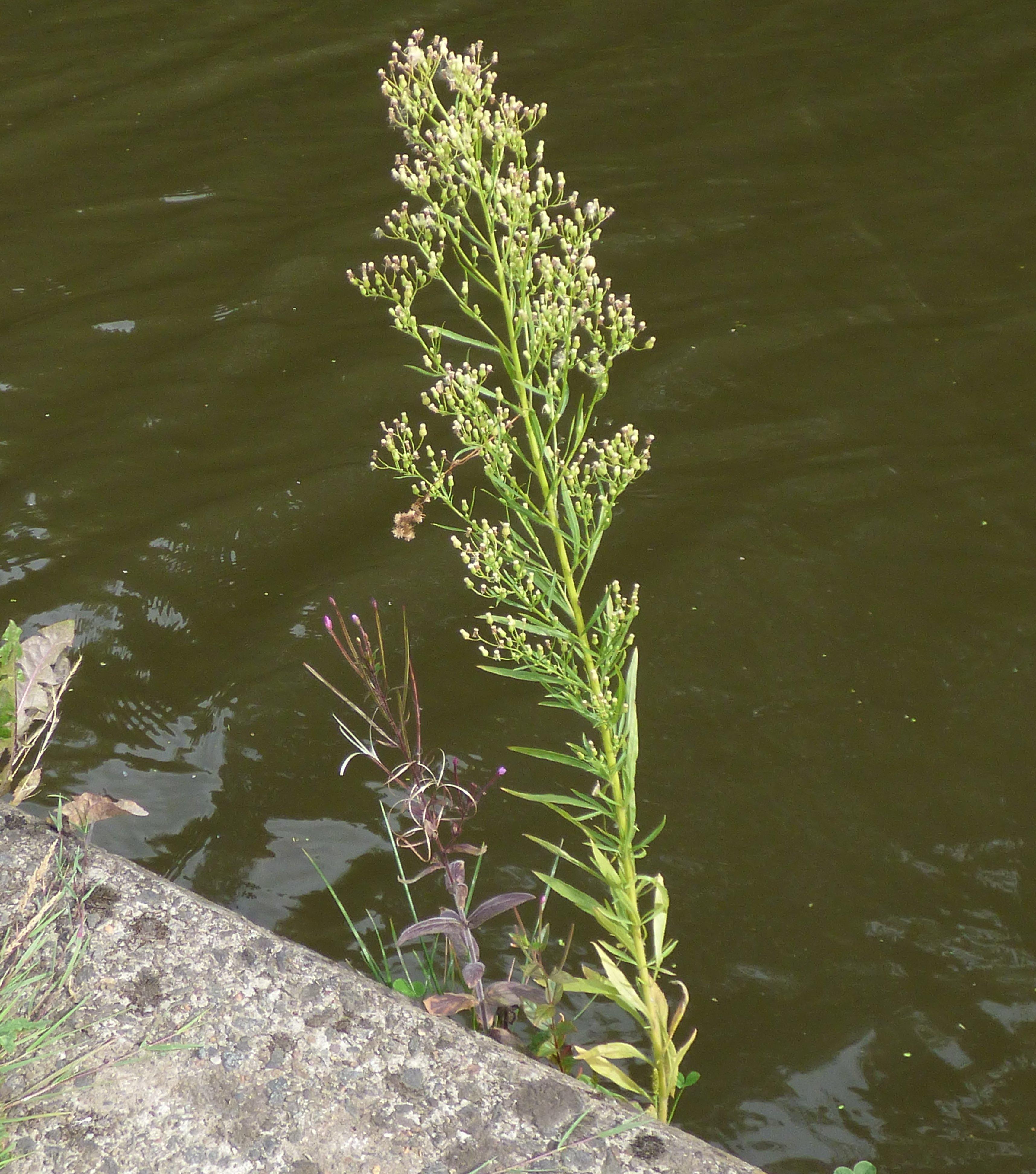 Horseweed