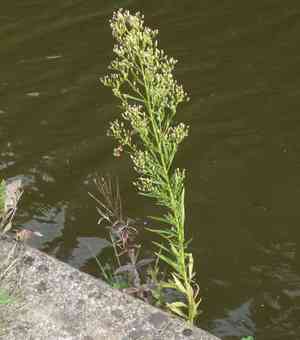 Horseweed(Erigeron canadensis)