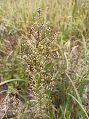Horseweed(Erigeron canadensis)