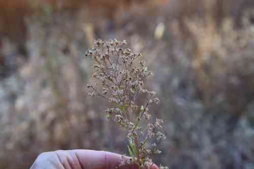 Horseweed(Erigeron canadensis)