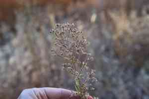 Horseweed(Erigeron canadensis)