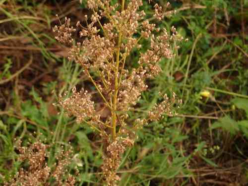 Horseweed(Erigeron canadensis)