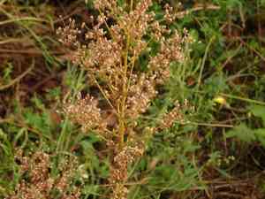 Horseweed(Erigeron canadensis)