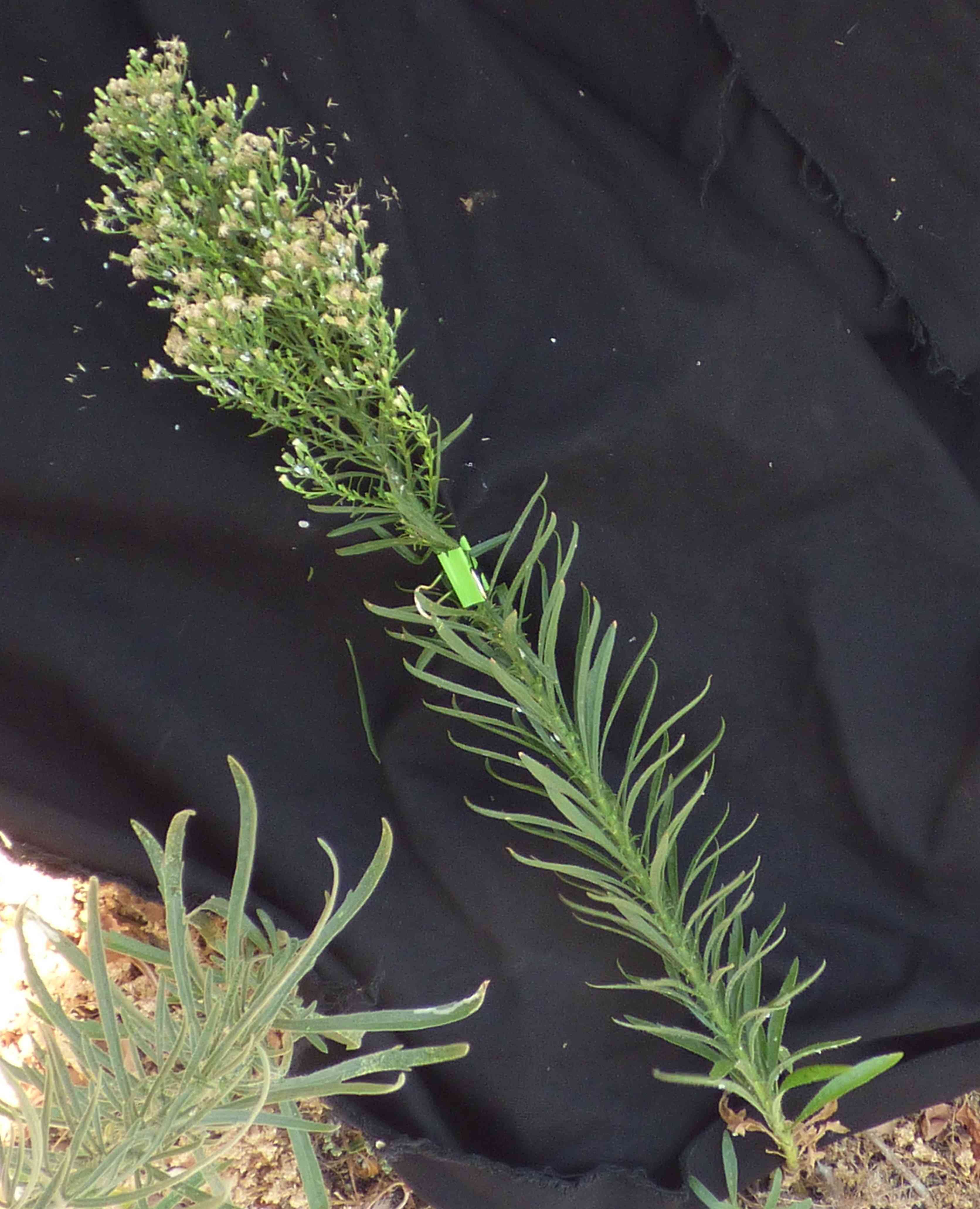 Horseweed(Erigeron canadensis)