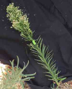 Horseweed(Erigeron canadensis)