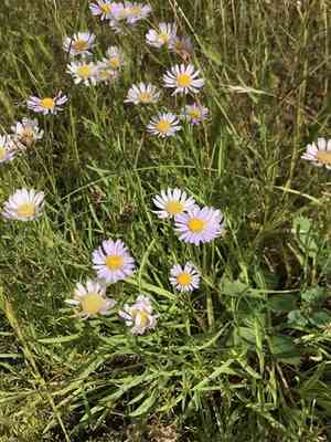 Willamette fleabane(Erigeron decumbens)