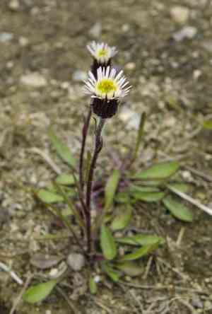 Swamp boreal-daisy(Erigeron elatus)