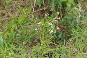 Swamp boreal-daisy(Erigeron elatus)