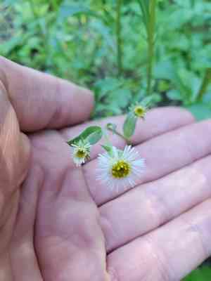 Swamp boreal-daisy(Erigeron elatus)