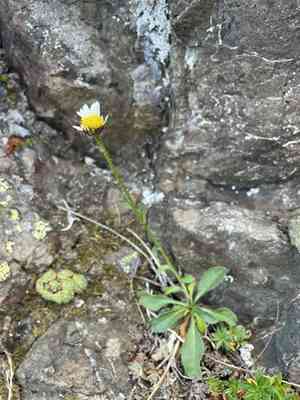 Flett's fleabane(Erigeron flettii)
