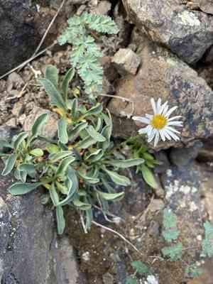 Flett's fleabane(Erigeron flettii)