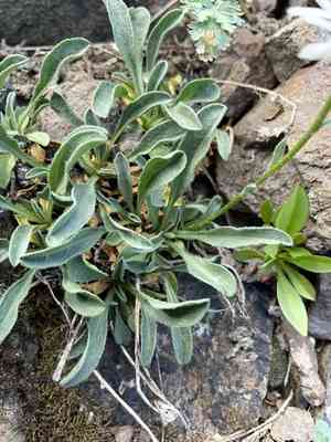 Flett's fleabane(Erigeron flettii)