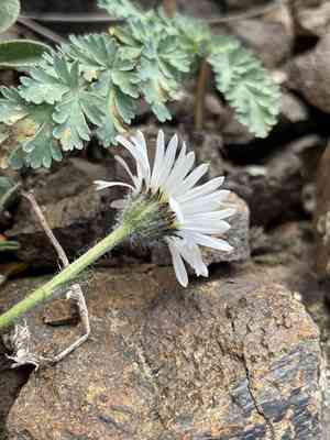 Flett's fleabane(Erigeron flettii)