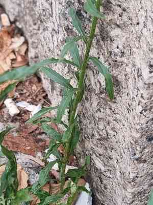 Erigeron floribundus(Erigeron floribundus)