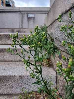 Erigeron floribundus(Erigeron floribundus)