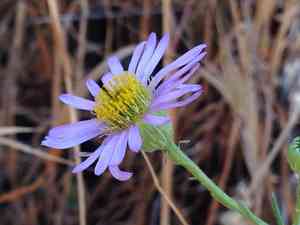 Leafy fleabane(Erigeron foliosus)