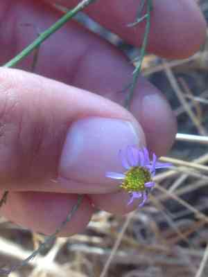 Leafy fleabane(Erigeron foliosus)