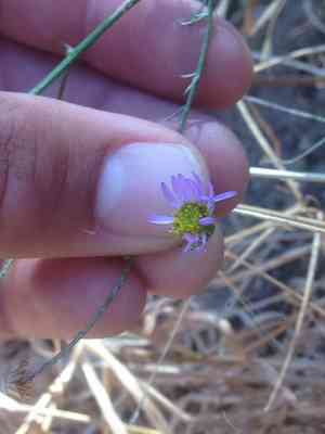 Leafy fleabane(Erigeron foliosus)