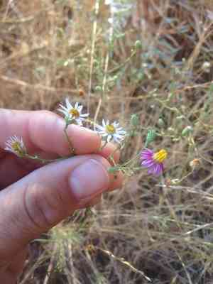 Leafy fleabane(Erigeron foliosus)
